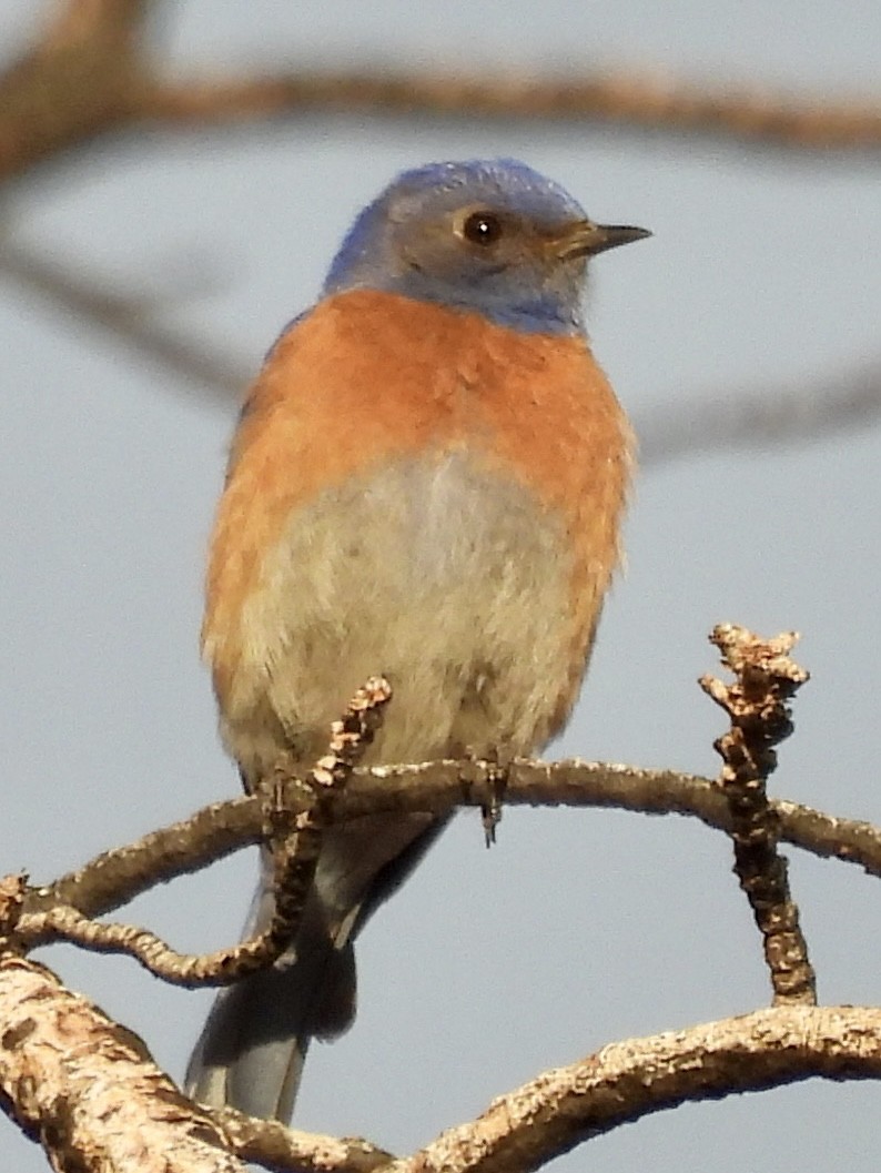 Western Bluebird - Kyle Strode