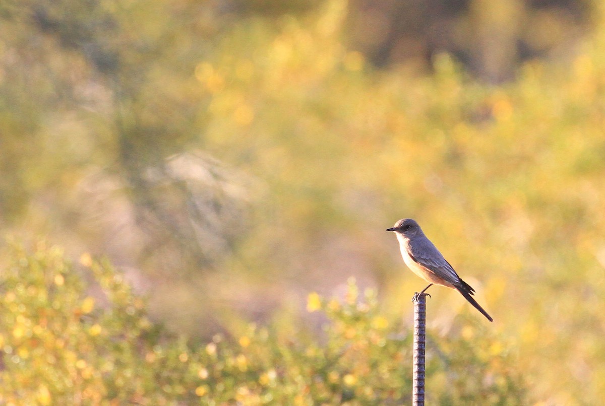 Say's Phoebe - ML429462591