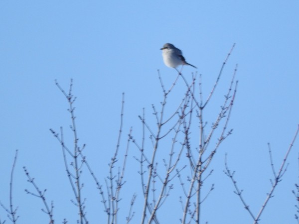 Northern Shrike - ML42946261