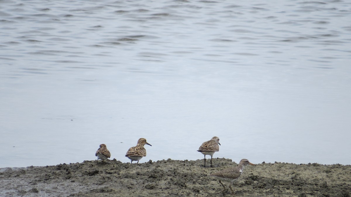 Spotted Sandpiper - ML42946291