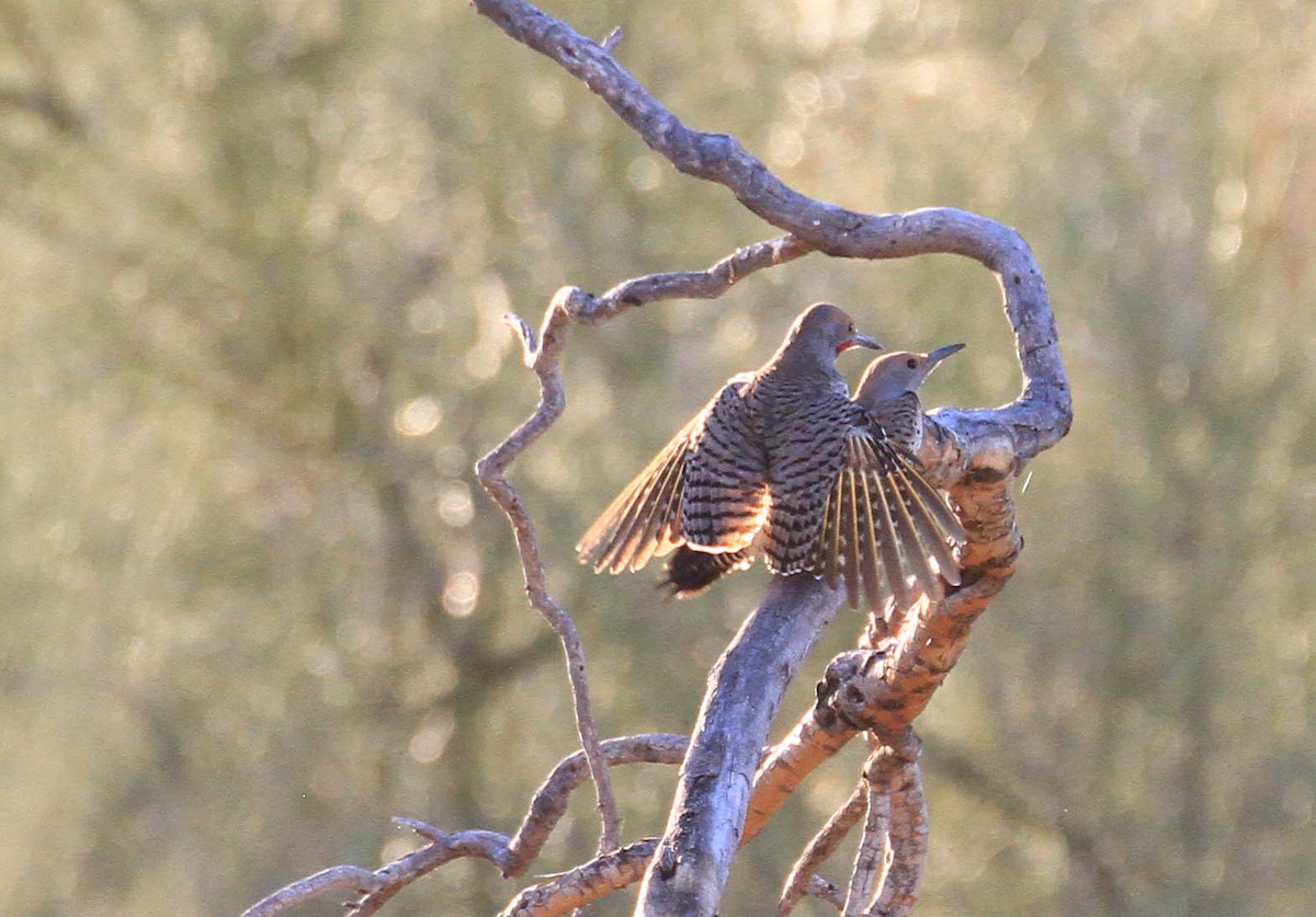 Gilded Flicker - ML429463161