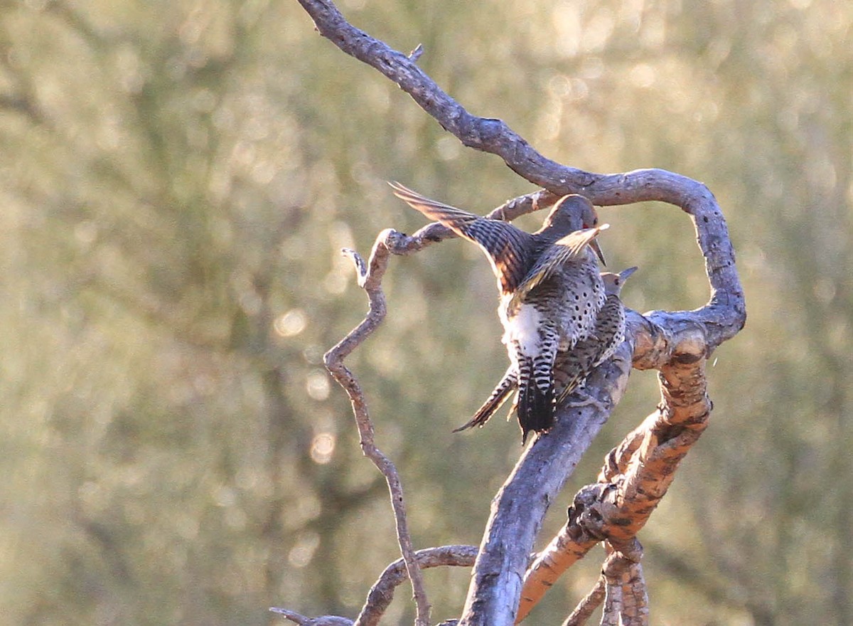 Gilded Flicker - Tracy Drake