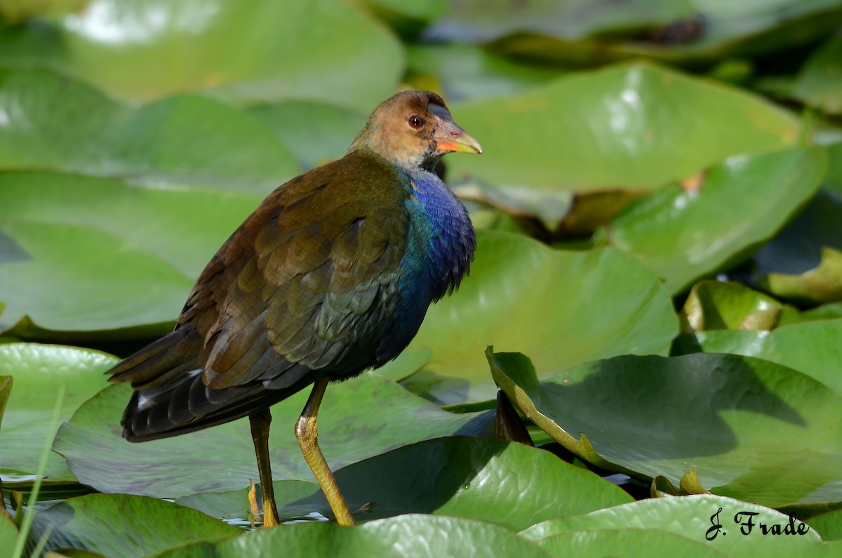 Purple Gallinule - ML42946361