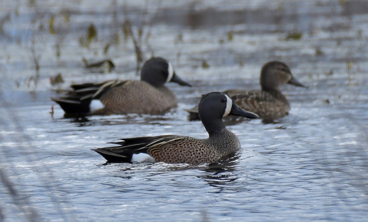 Blue-winged Teal - ML429463811