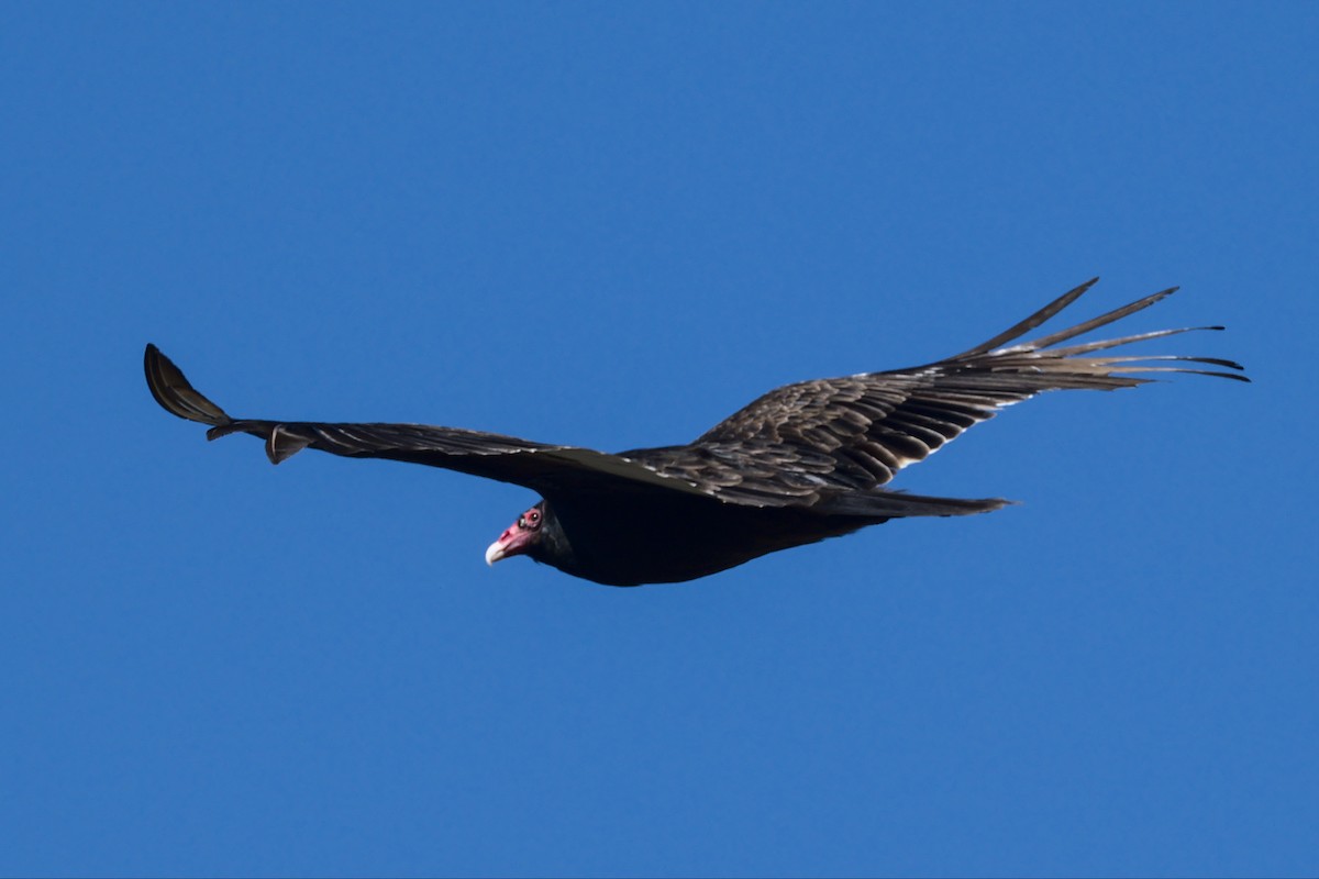 Turkey Vulture - ML429463871