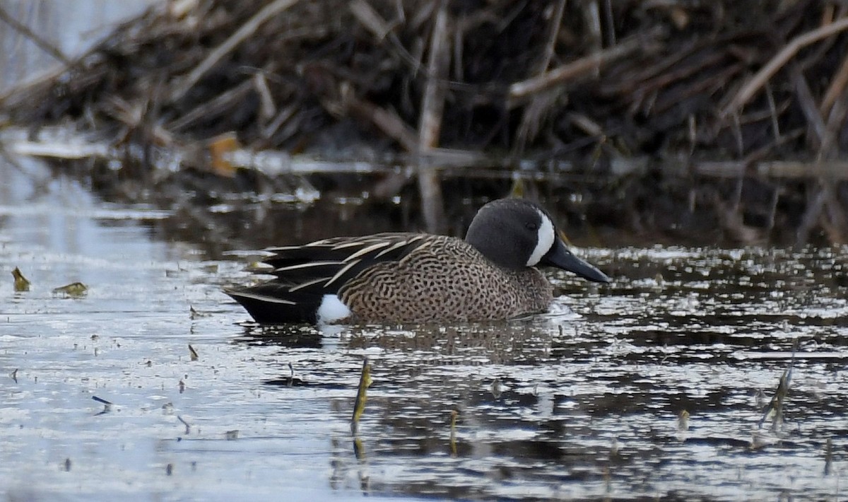 Blue-winged Teal - ML429463881