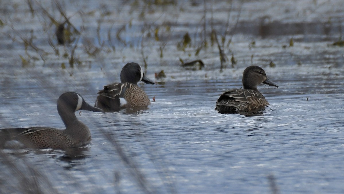 Blue-winged Teal - ML429463941