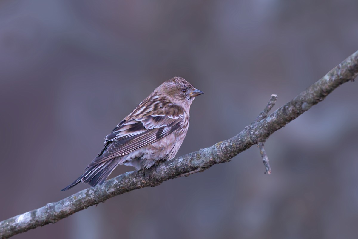 Plain Mountain Finch - ML429464031