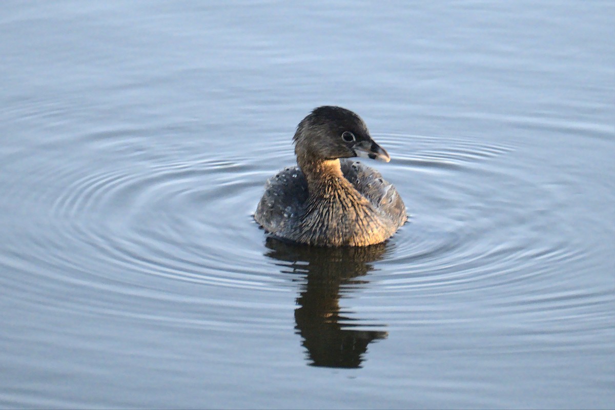 Pied-billed Grebe - ML429464351