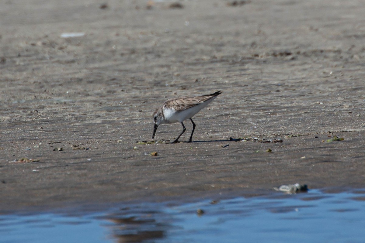 Western Sandpiper - ML429464581