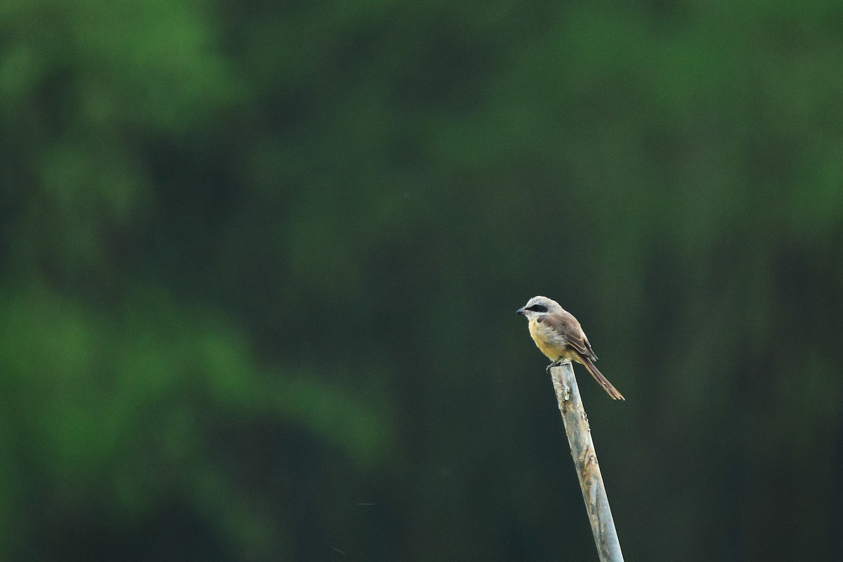 Brown Shrike - ML429466051