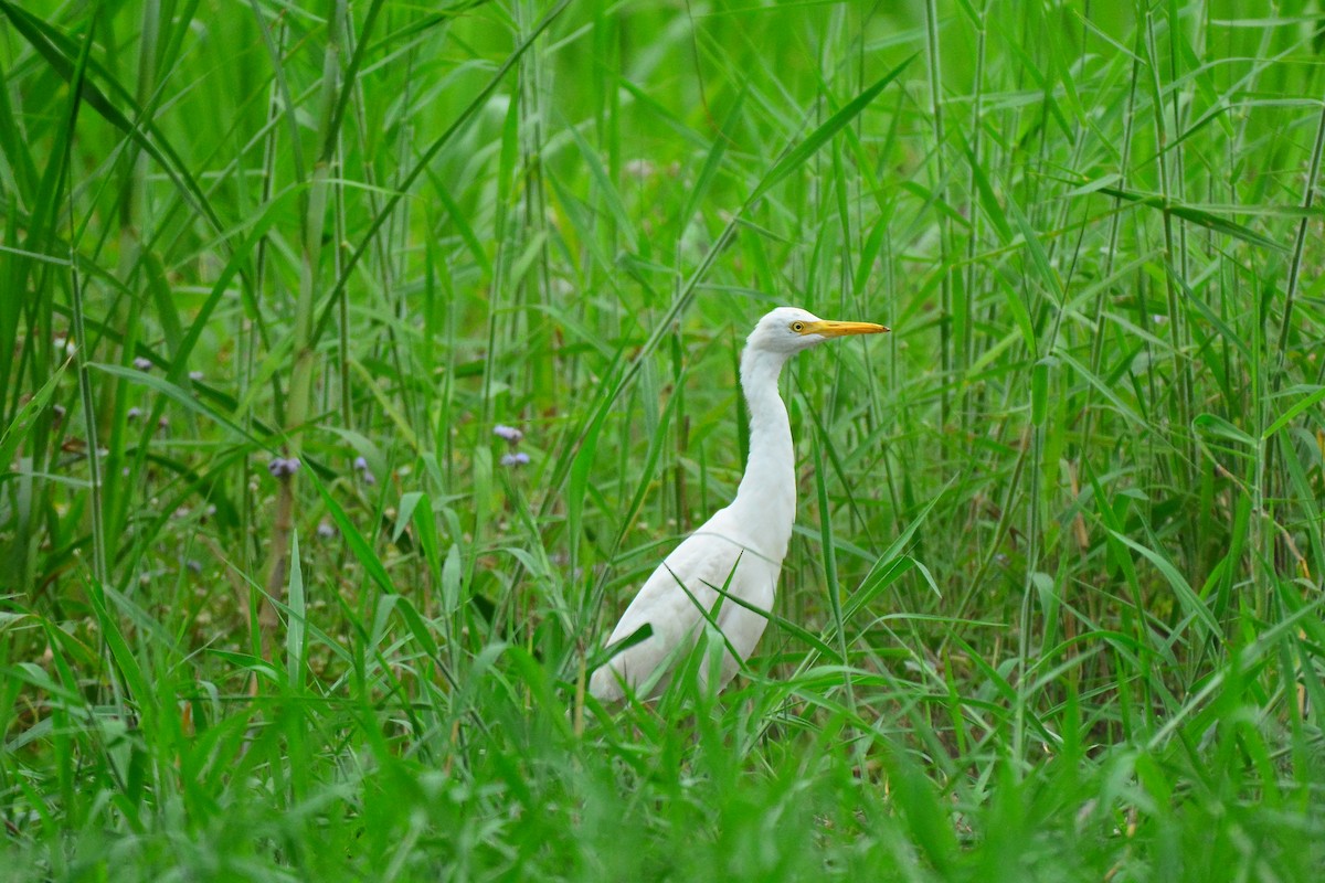 Eastern Cattle Egret - ML429466061