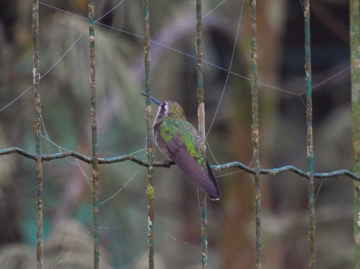 Glittering-bellied Emerald - ML429466581