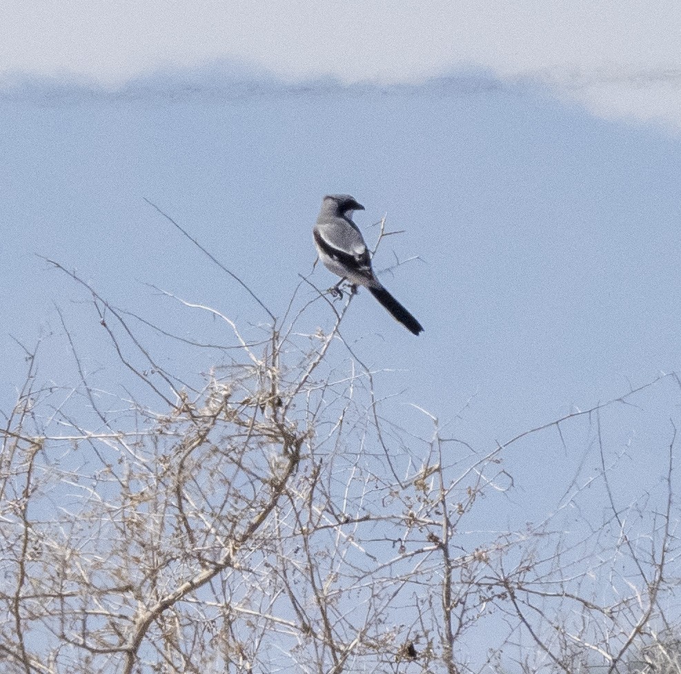 Loggerhead Shrike - ML429466661