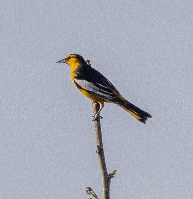 Bullock's Oriole - ML429467001