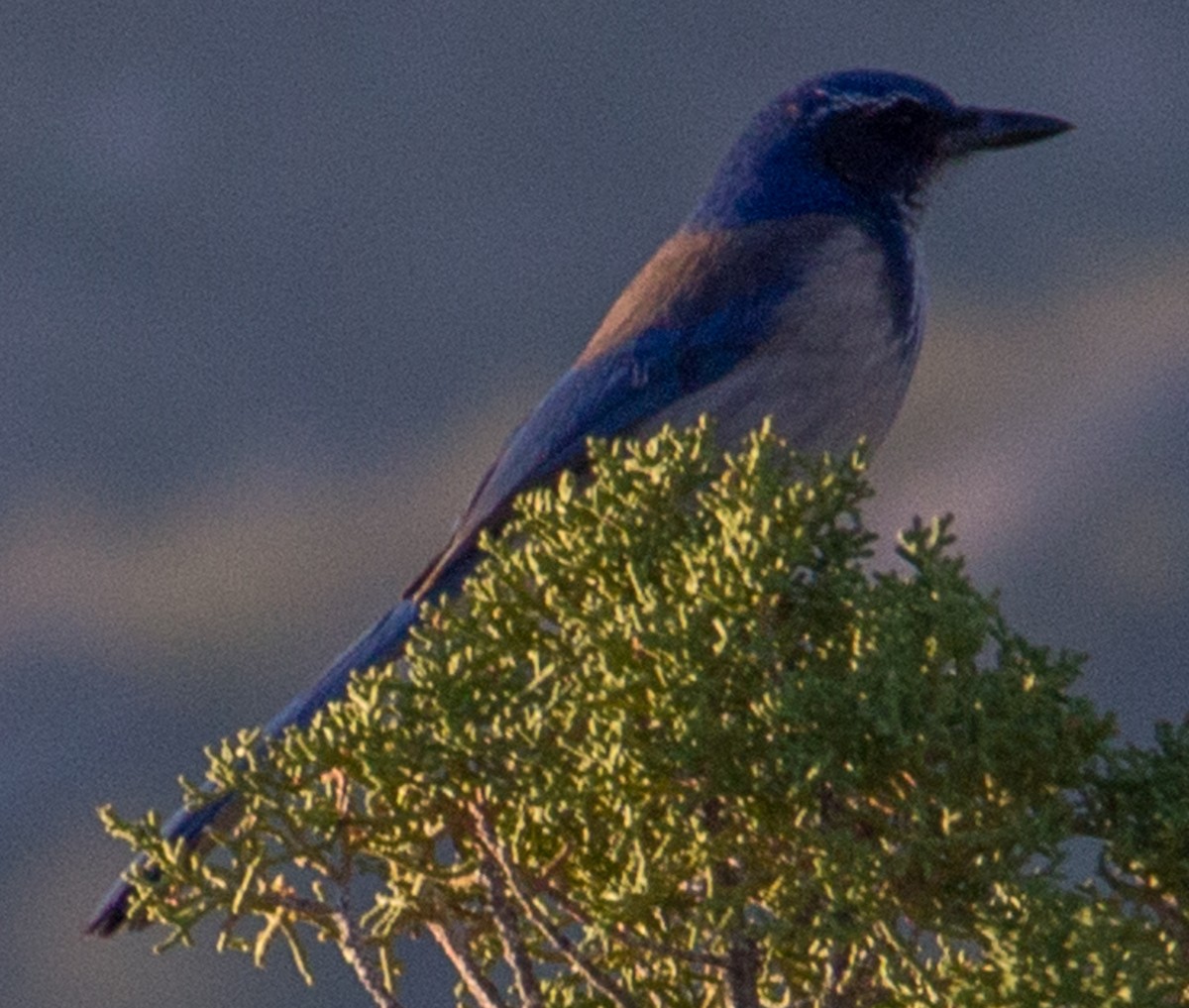 California Scrub-Jay - ML429467681