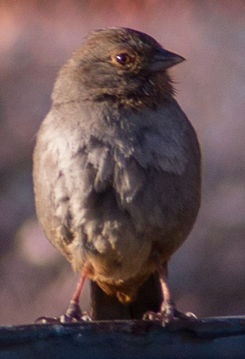 California Towhee - ML429467711