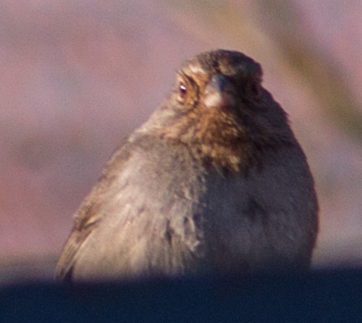 California Towhee - ML429467721