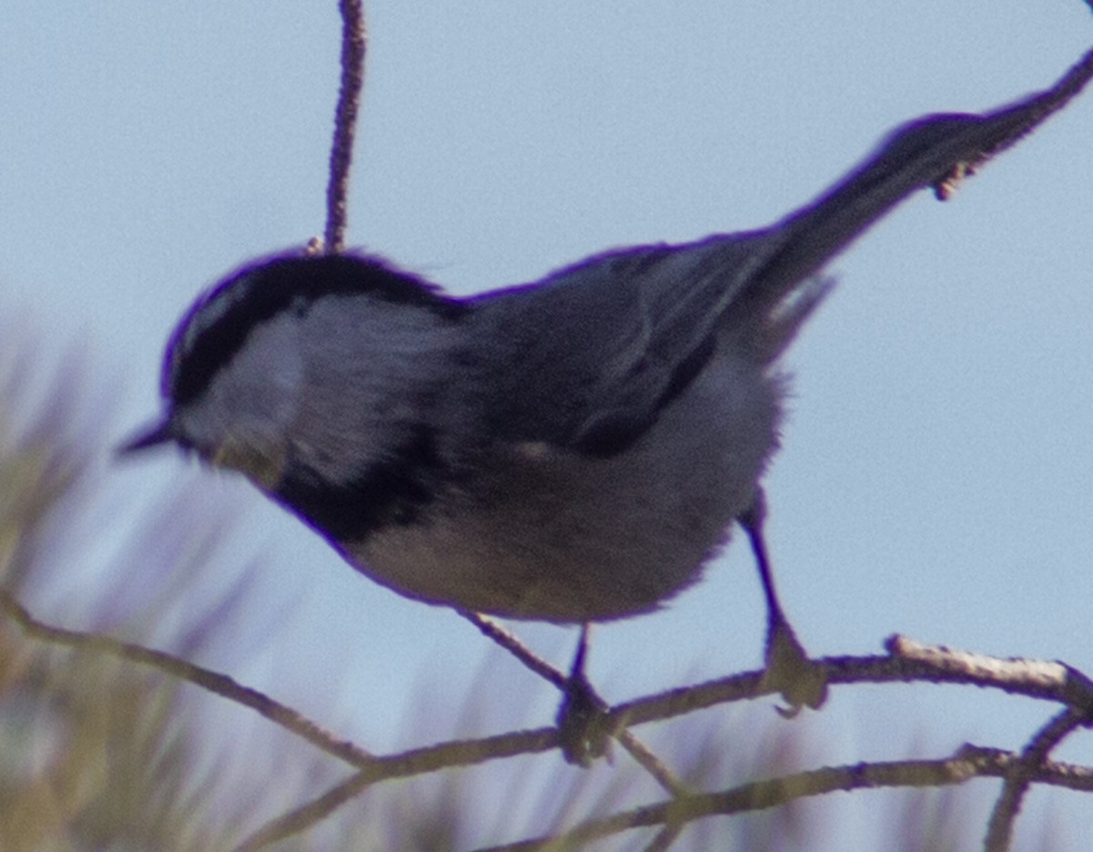 Mountain Chickadee - ML429467761