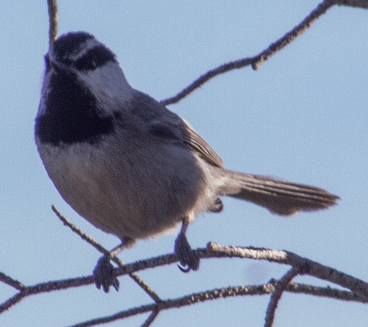 Mountain Chickadee - ML429467771