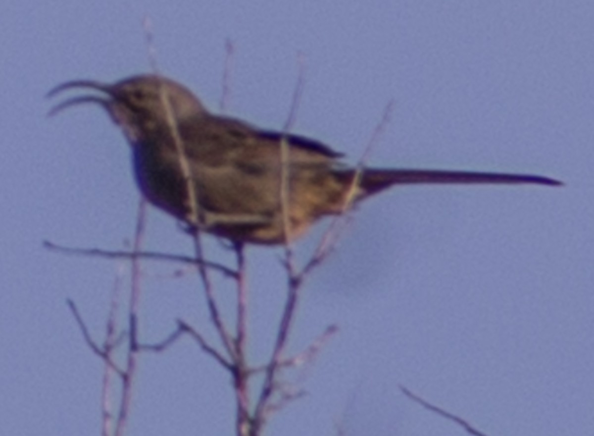 California Thrasher - ML429467811