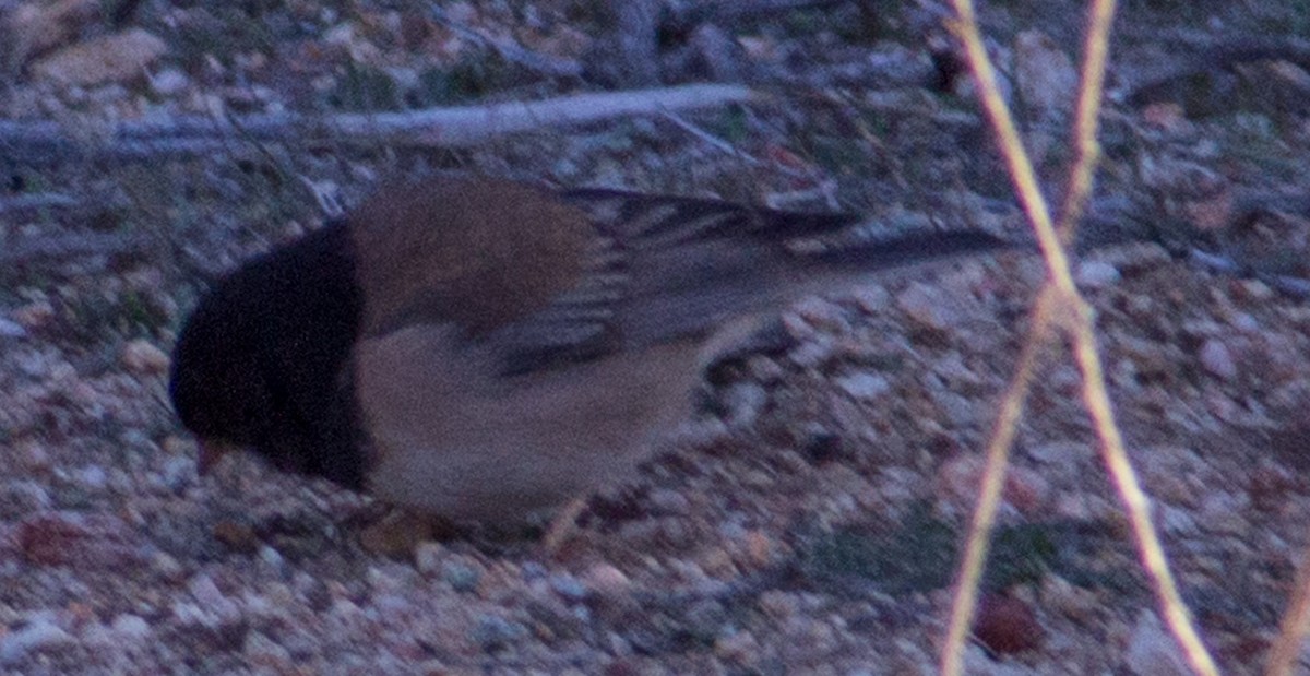 Dark-eyed Junco (Oregon) - ML429467831