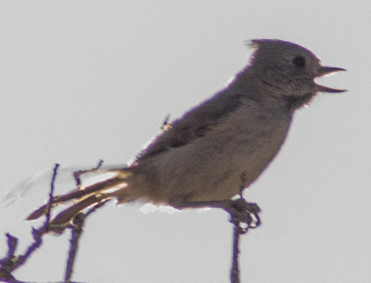 Oak Titmouse - ML429467931