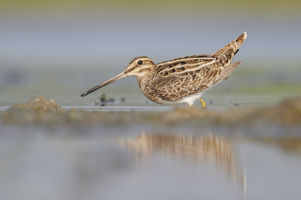 Common Snipe - ML429468051