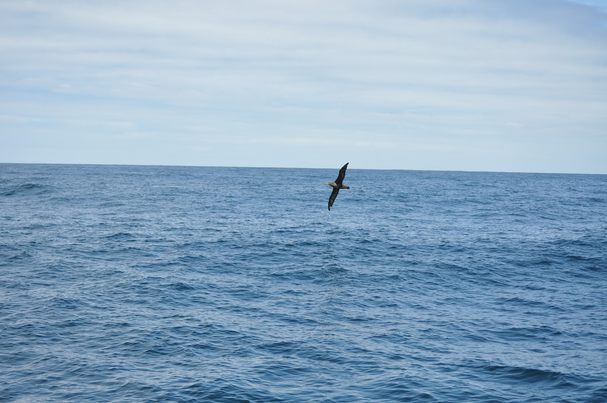 Albatros à pieds noirs - ML429468241