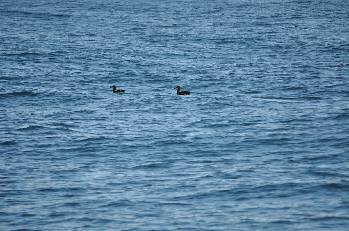 Albatros à pieds noirs - ML429468521