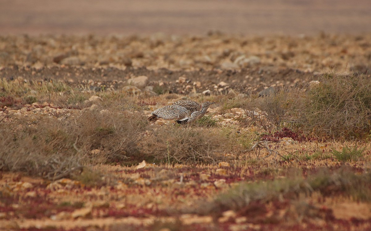 Houbara Bustard (Canary Is.) - Paul Chapman