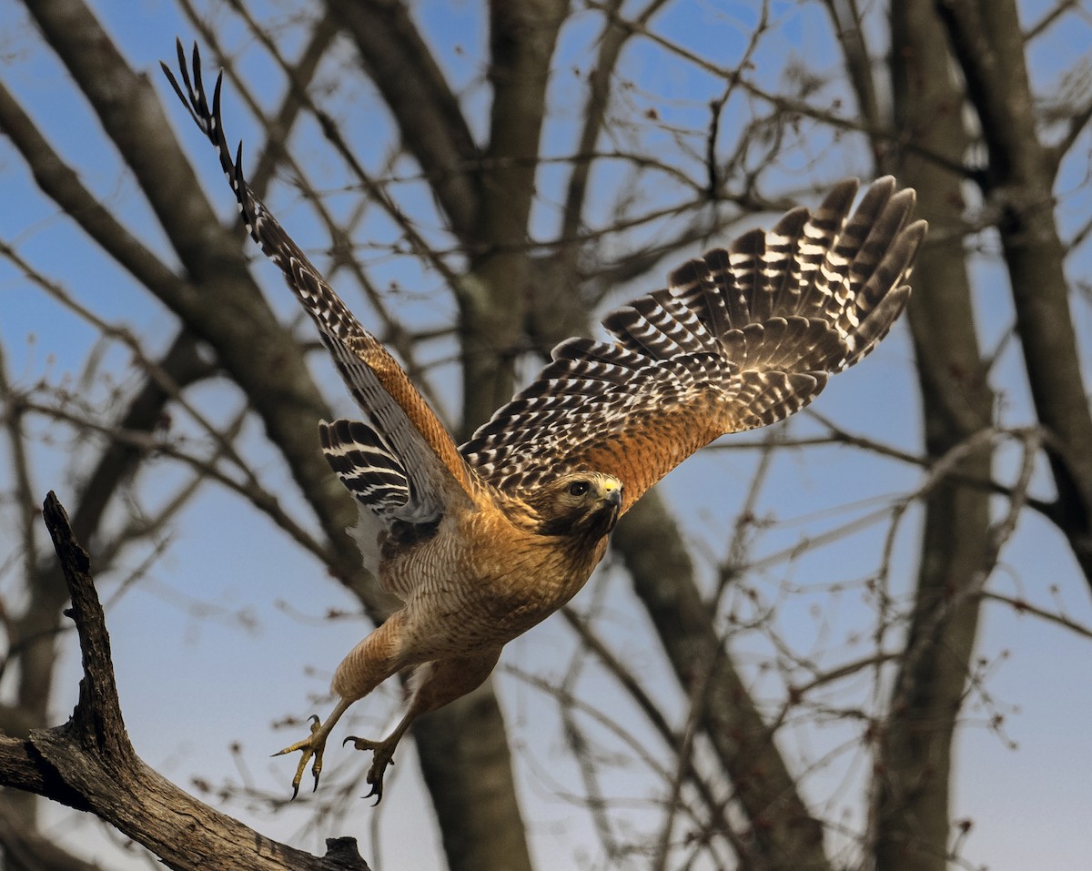 Red-shouldered Hawk - ML429469901