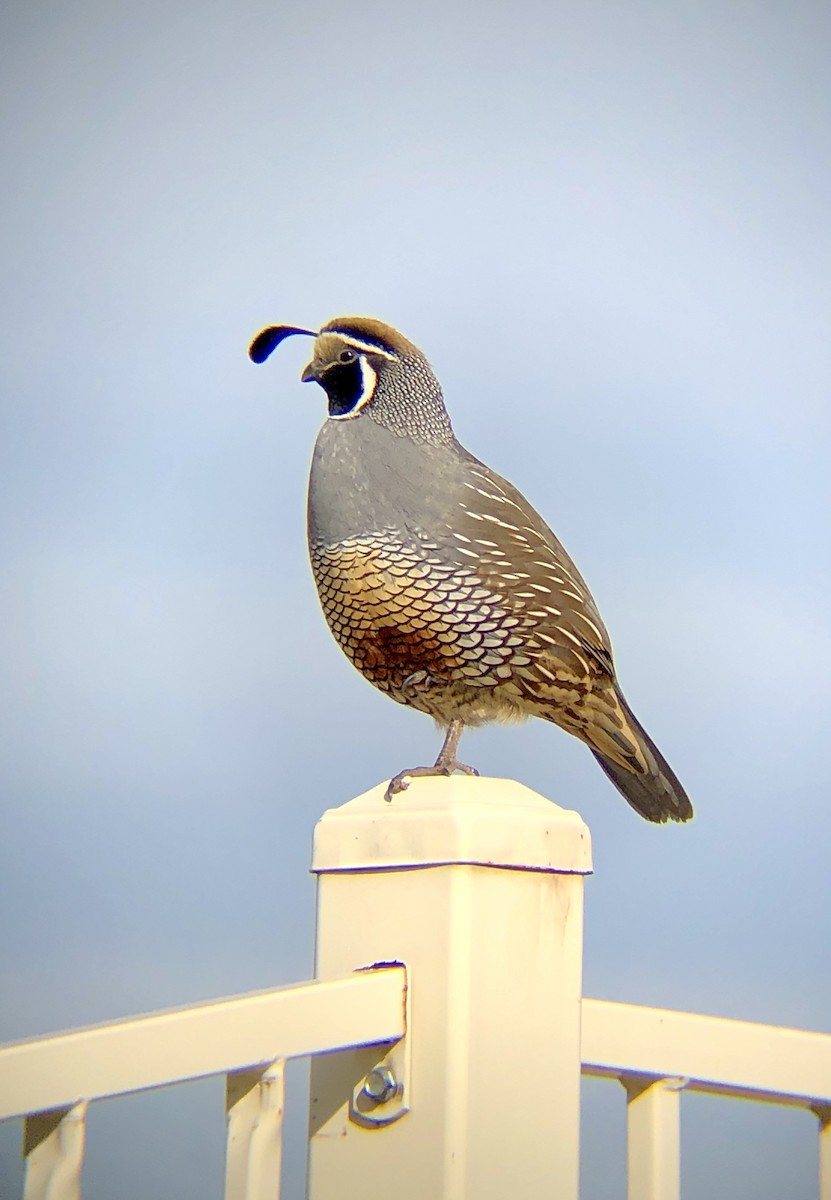 California Quail - ML429470501