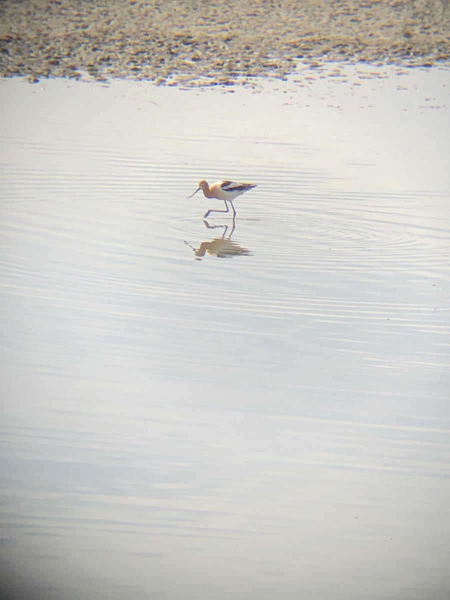 Avoceta Americana - ML429471731