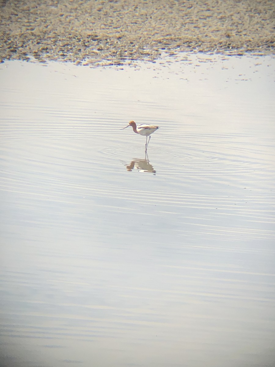 Avoceta Americana - ML429471761