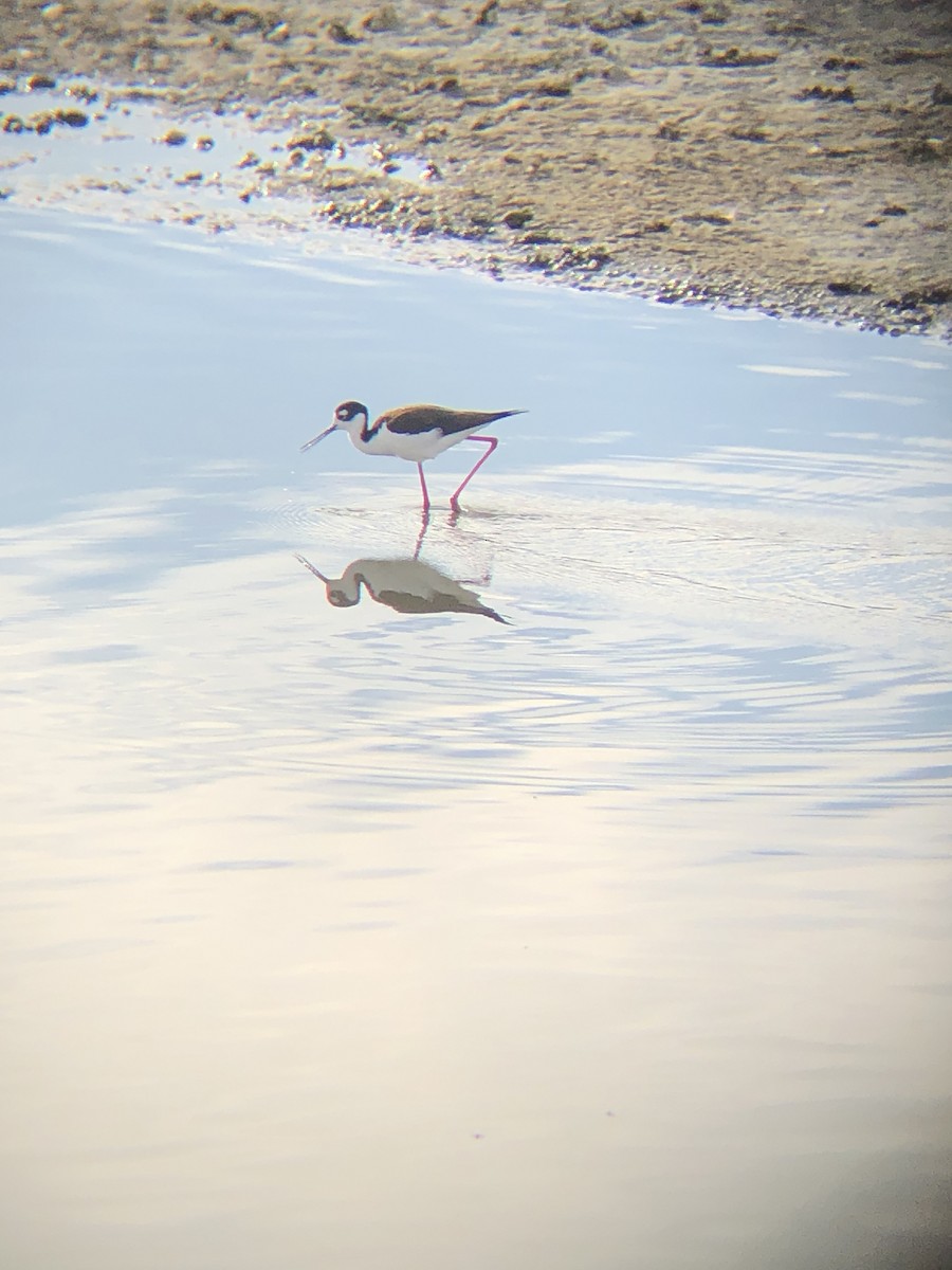 Black-necked Stilt - ML429472001