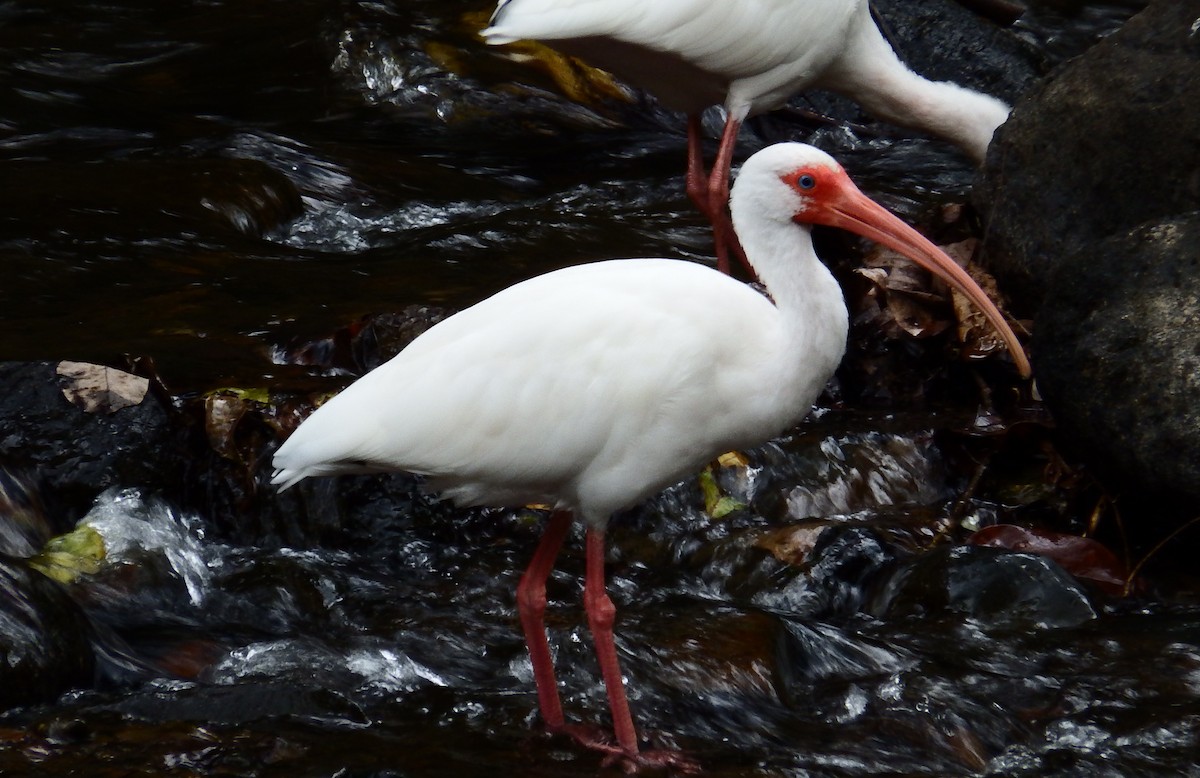 Ibis blanc - ML42947201