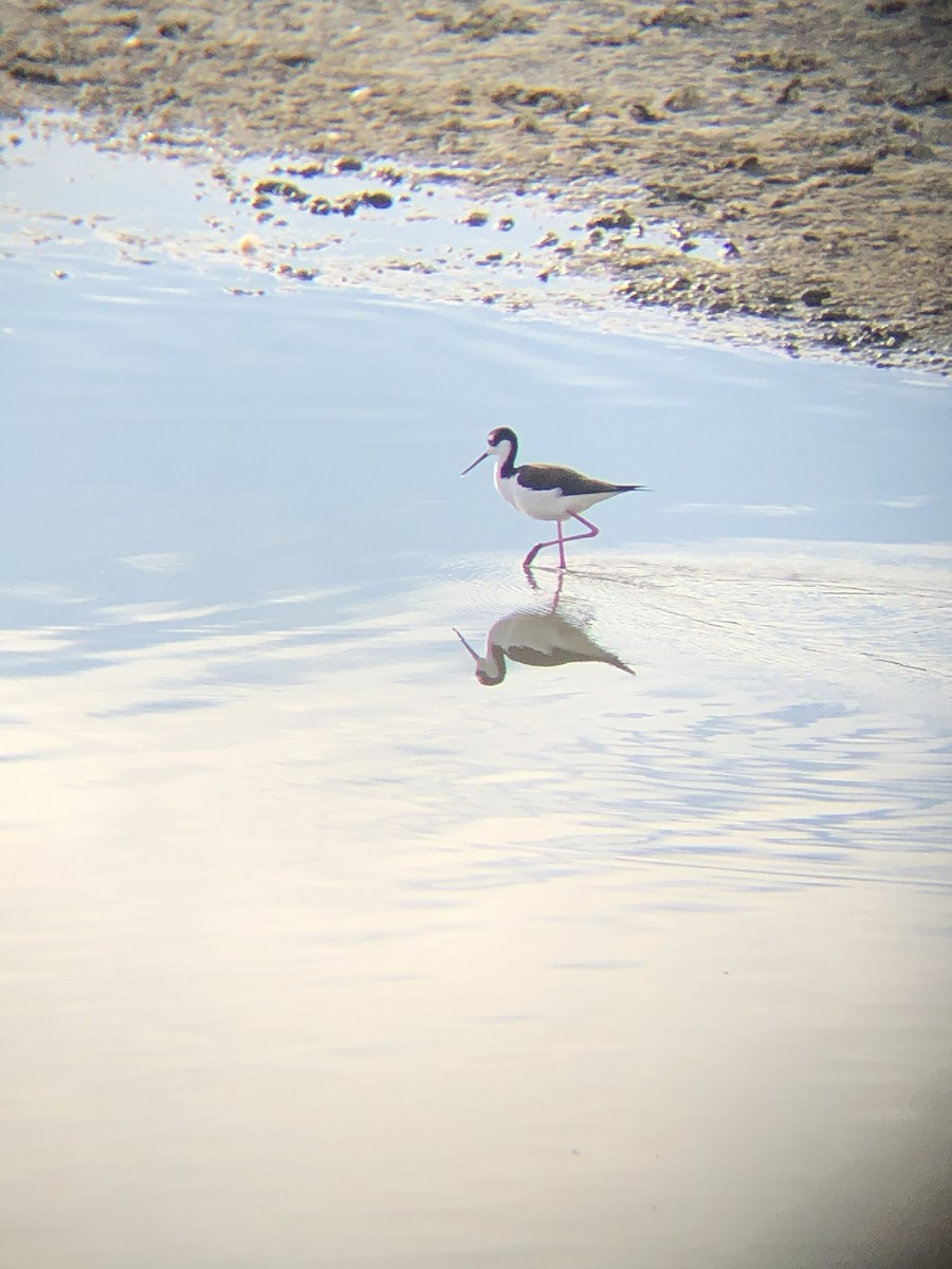 Black-necked Stilt - ML429472021