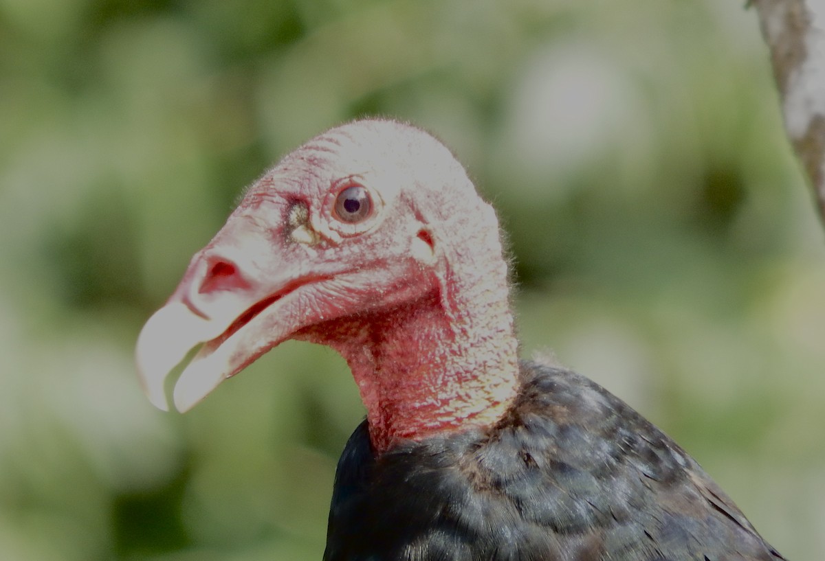 Turkey Vulture - ML42947241