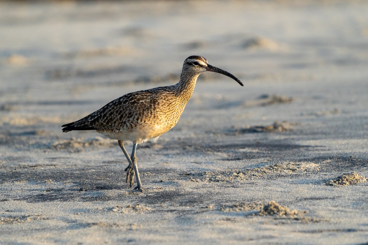 Whimbrel - Anthony Batista