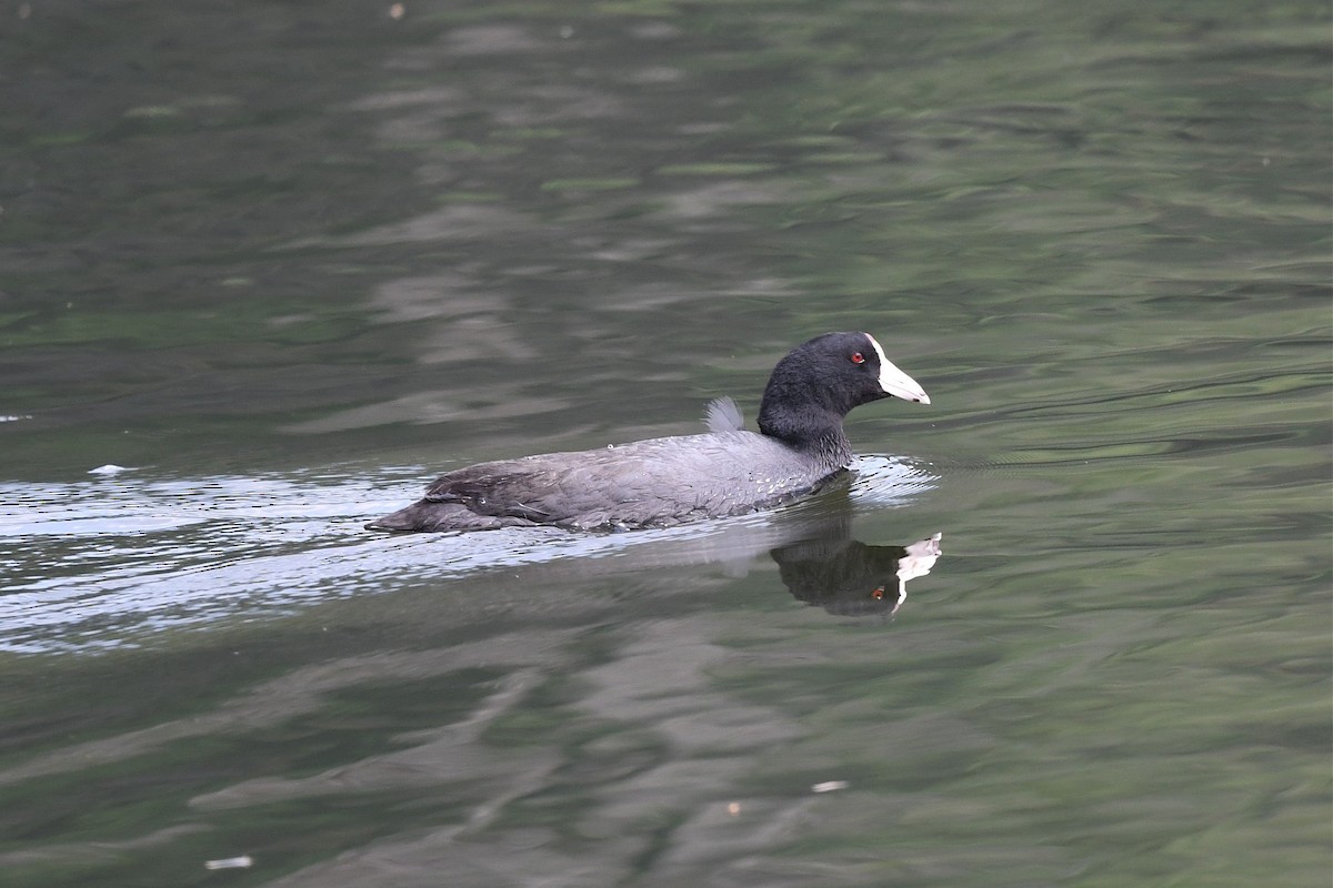 American Coot (Red-shielded) - ML429473161