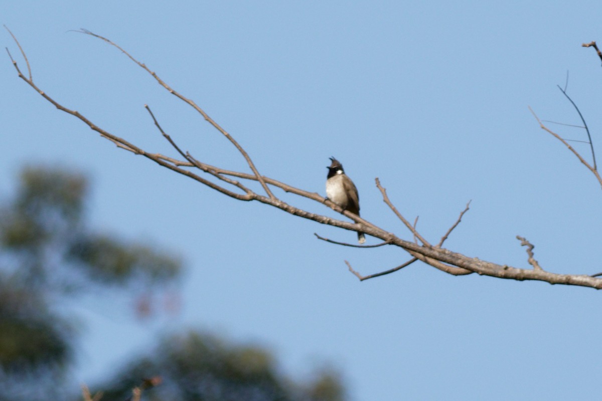 Bulbul Cariblanco - ML429473391