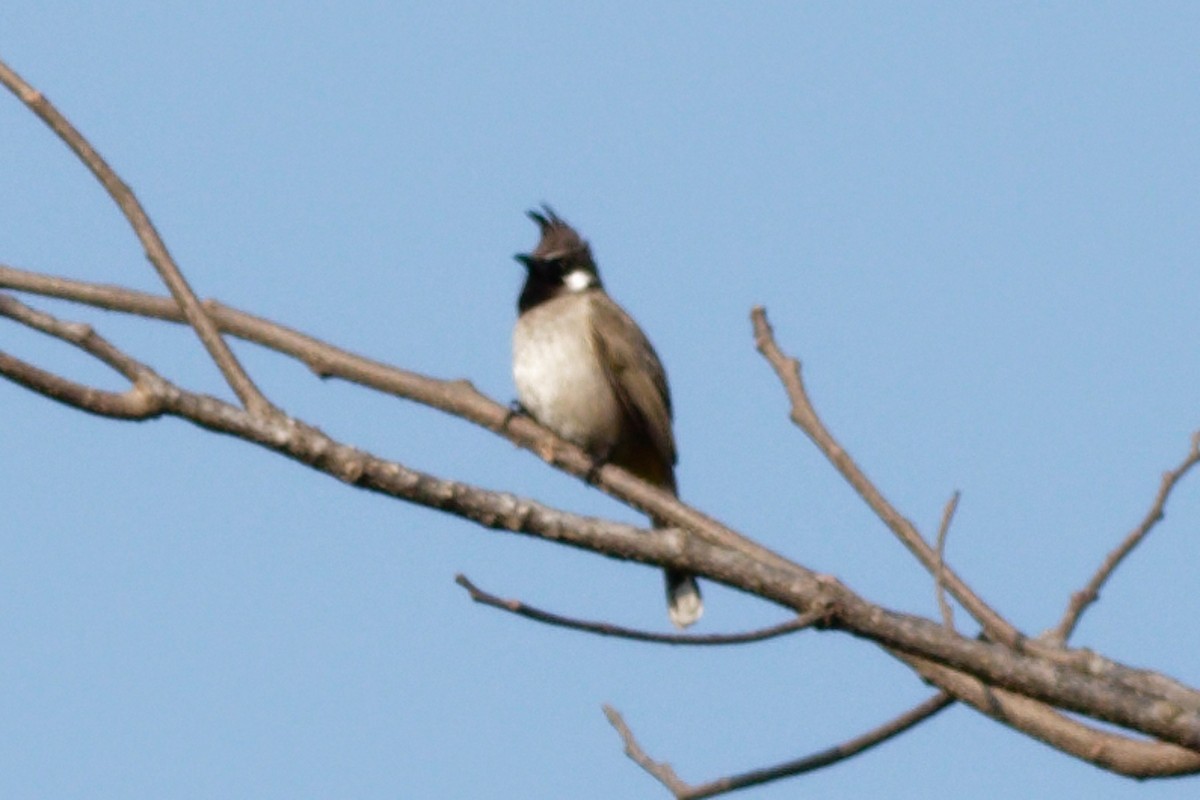 Himalayan Bulbul - ML429473411