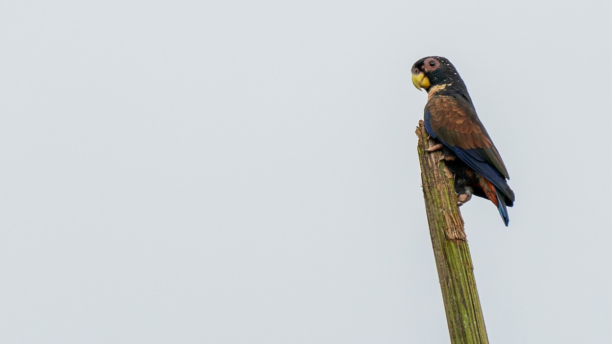 Bronze-winged Parrot - ML429475541