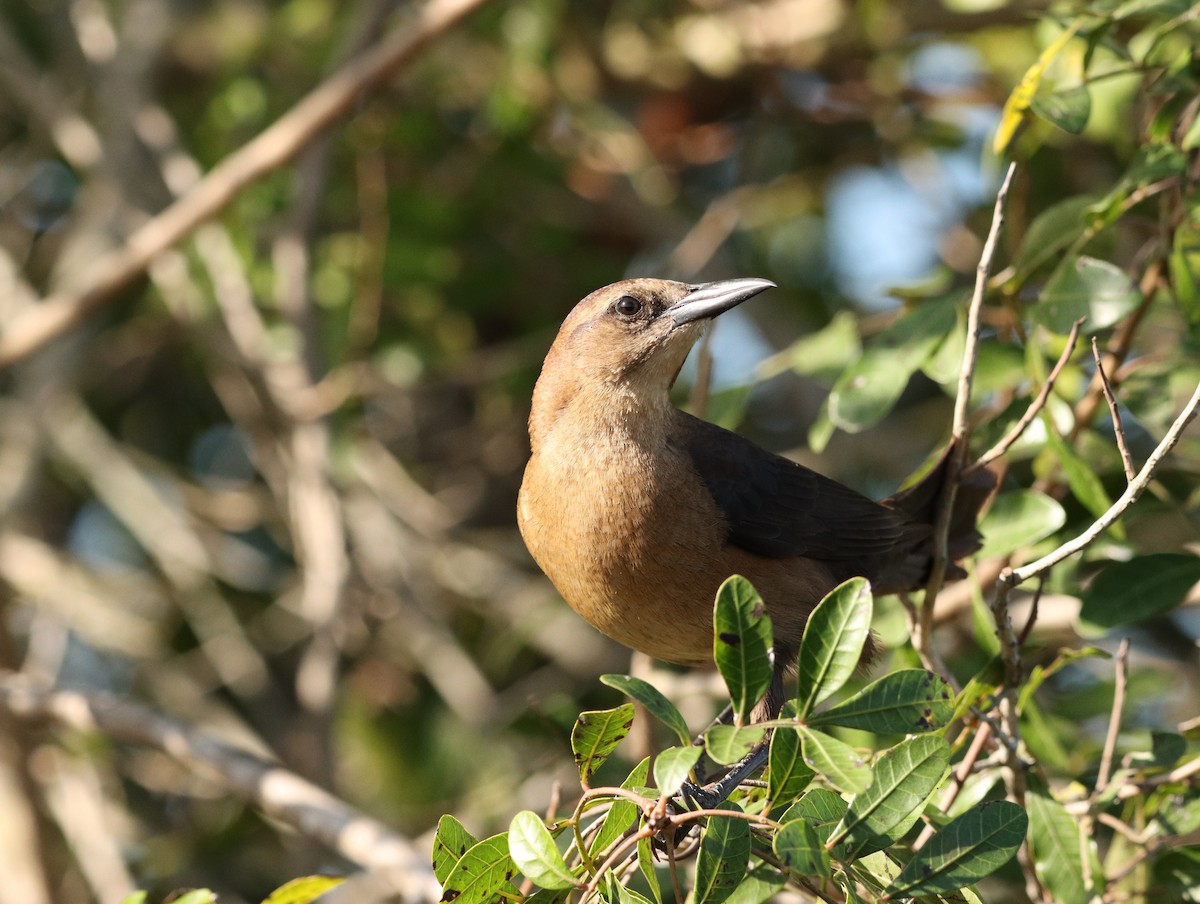 Boat-tailed Grackle - ML429475551