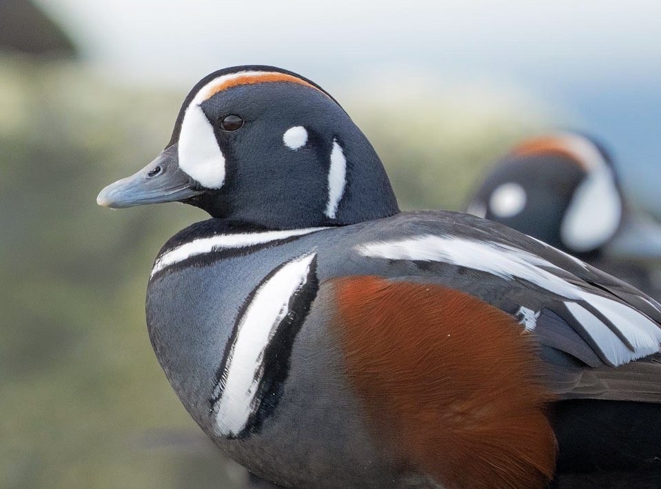 Harlequin Duck - ML429476341