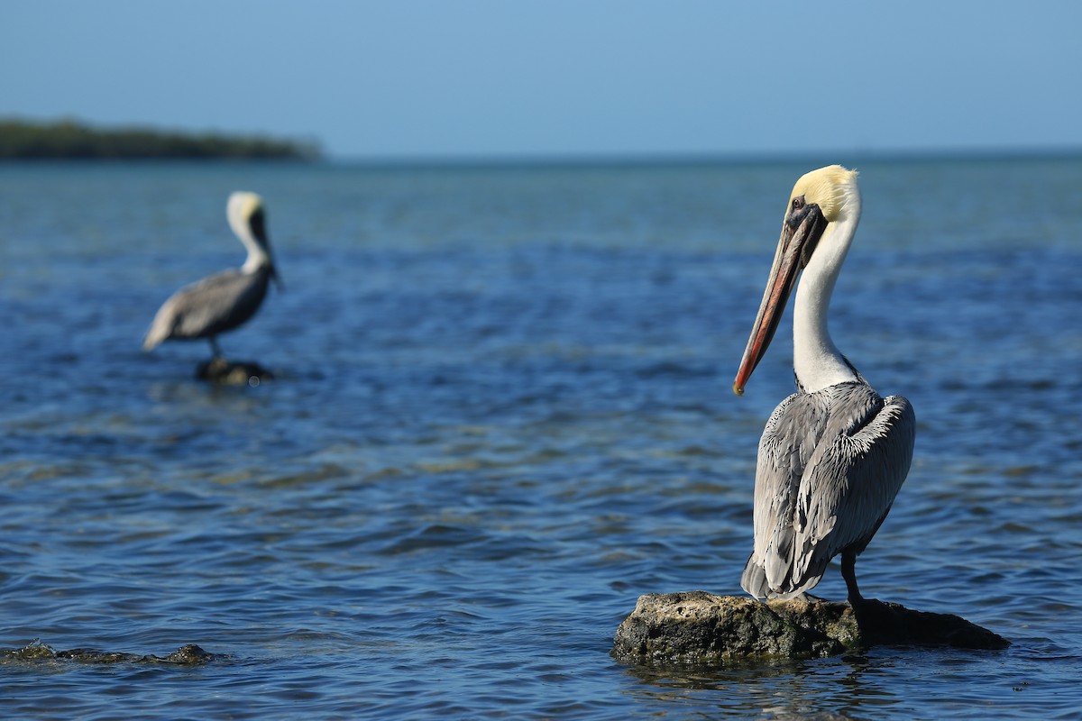 Brown Pelican (Atlantic) - Tim Lenz