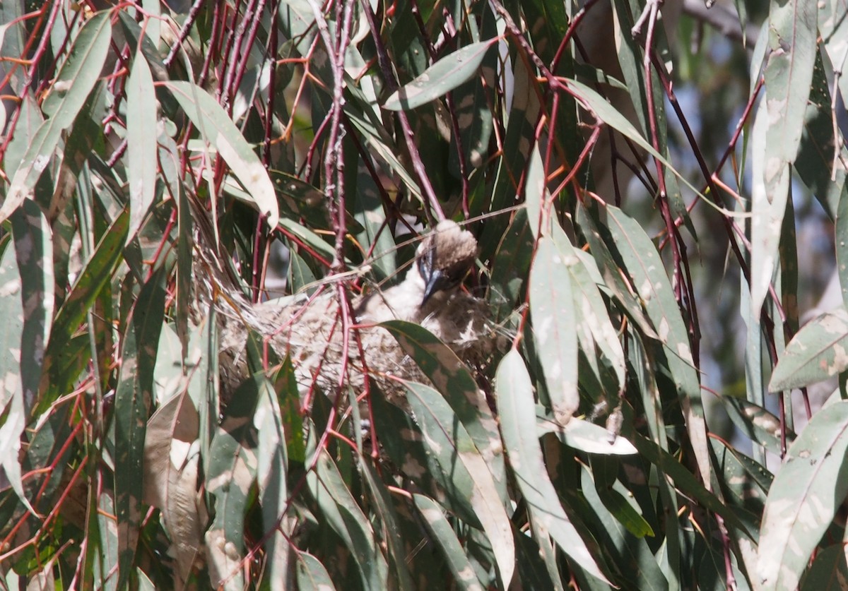 Медівник австралійський - ML42948461