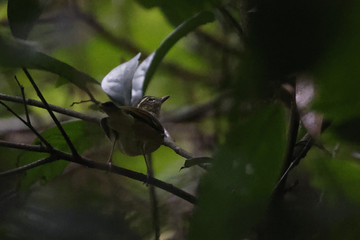 Large-billed Leaf Warbler - ML429486721