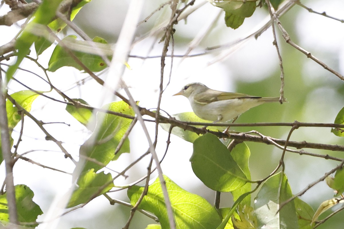 Western Crowned Warbler - ML429487021